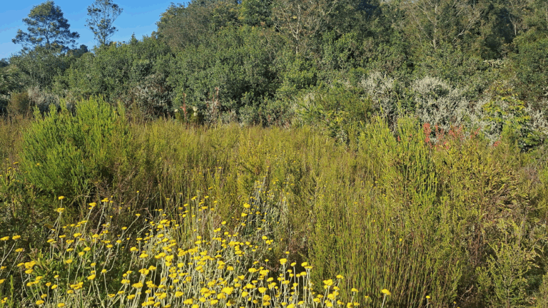 Soft Morning · Invisible Safety