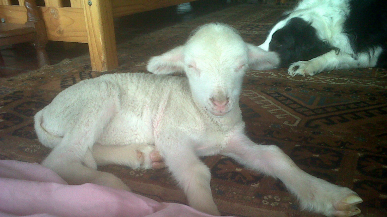 Rosebud, as a young lamb, sleeping in a patch of sunlight on a Persian carpet, with Jesse in the background.