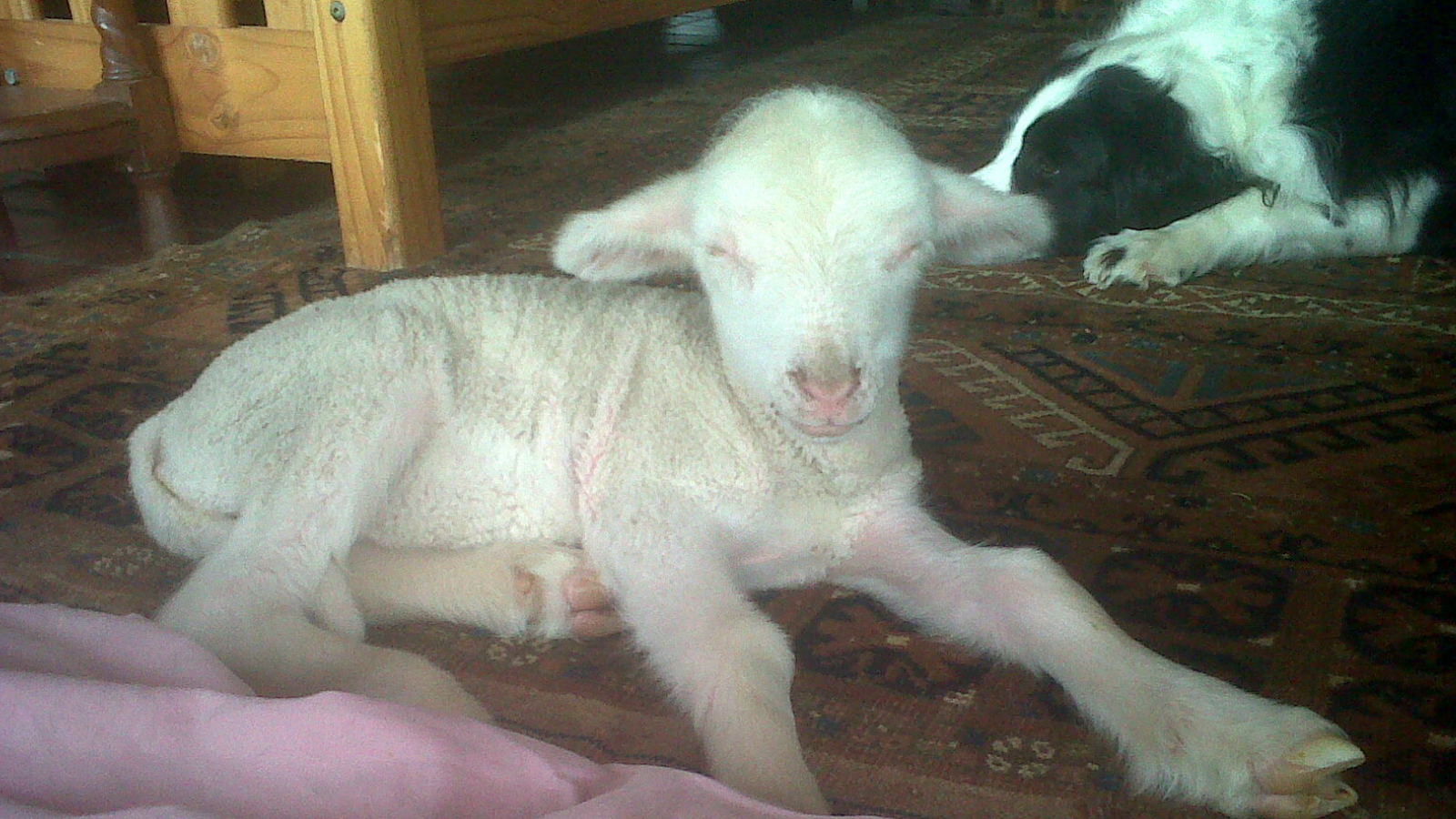 Rosebud, as a young lamb, sleeping in a patch of sunlight on a Persian carpet, with Jesse in the background.