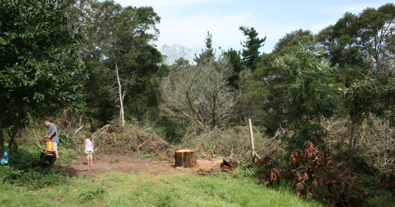 Young family clearing overgrown farm land during the early years of restoring a neglected property.