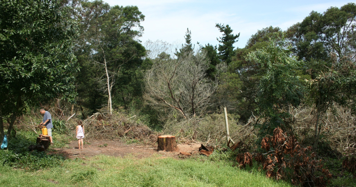 Young family clearing overgrown farm land during the early years of restoring a neglected property.