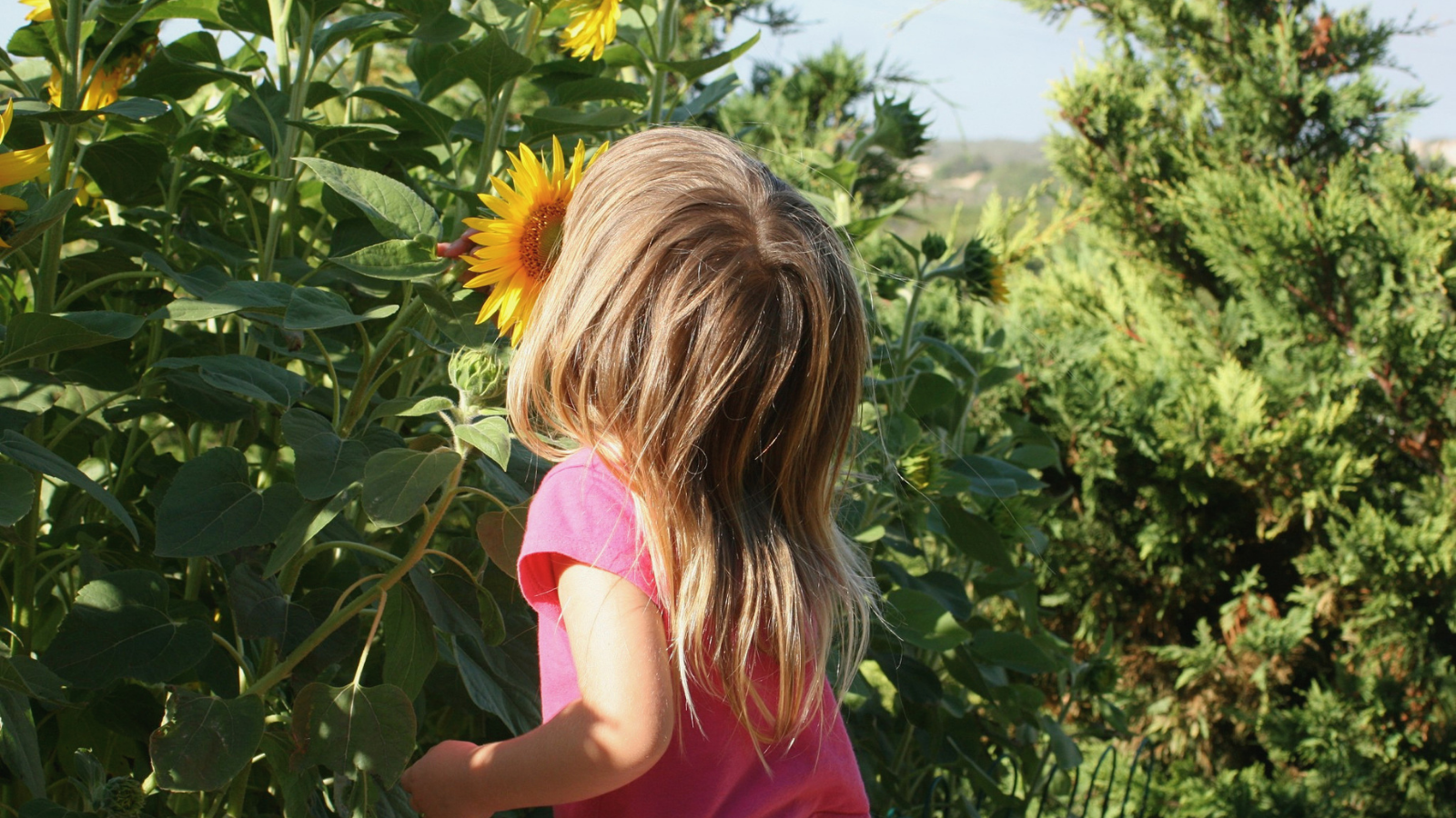 Young child standing beside tall sunflowers in a rural garden