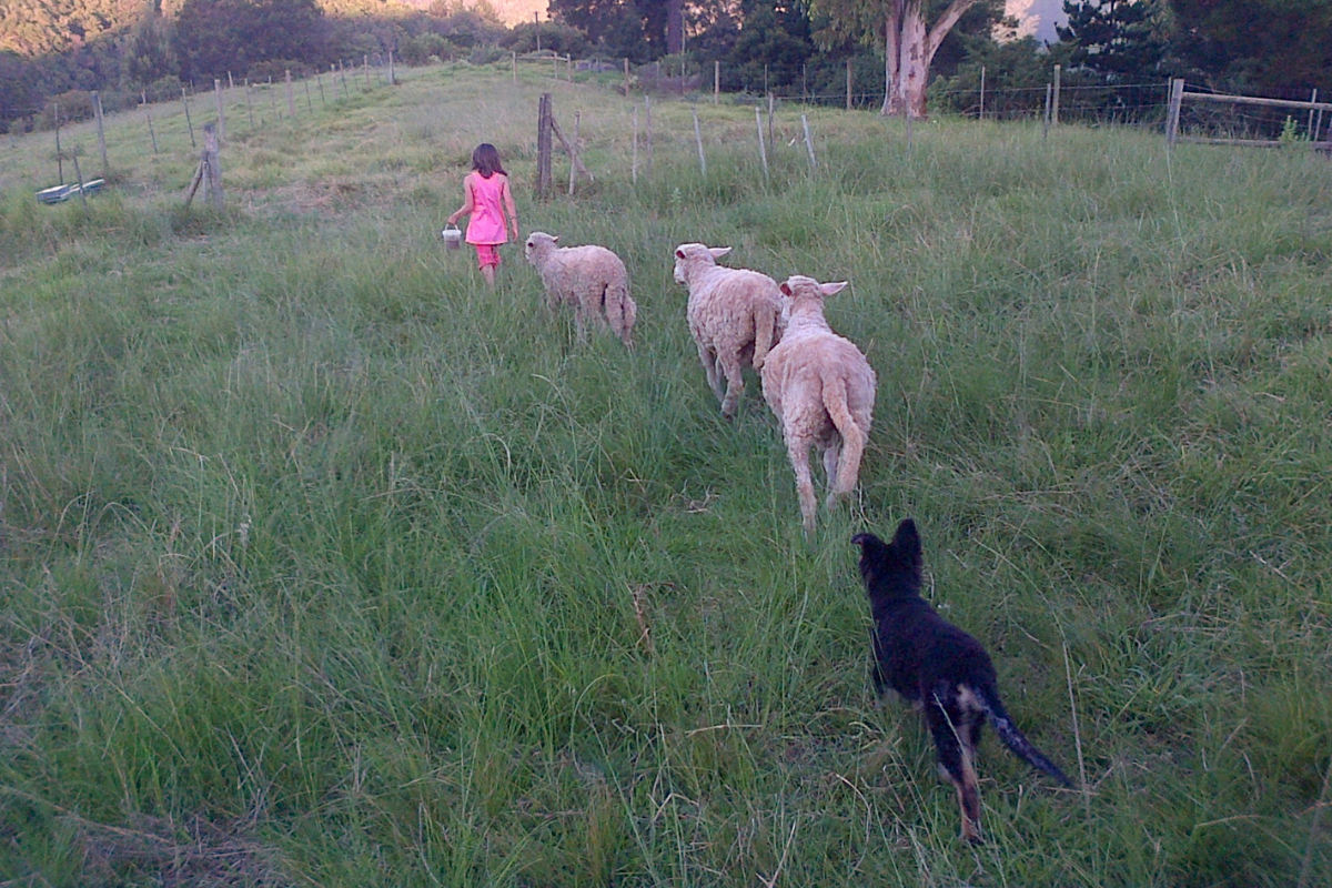 Angel walking through a farm field with Rosebud, Fuzzy Buttons and Bubbles following her, and Magic, her Alsatian puppy, behind them.