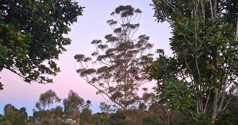 Pink and blue winter dawn over trees on a still morning in South Africa.