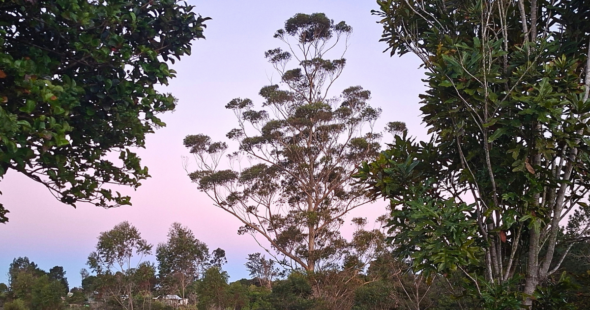 Pink and blue winter dawn over trees on a still morning in South Africa.